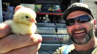 BEST NO-NONSENSE EASY GUIDE to RAISING YOUR NEW BABY CHICKS with success!