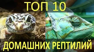 ТОП-10 РЕПТИЛИЙ ДЛЯ ДОМА! Какие рептилии лучше всего подойдут для домашнего содержания!