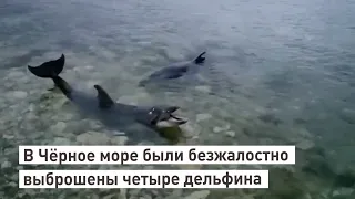 В Севастополе в Чёрное море были безжалостно выброшены четыре дельфина из местного дельфинария.