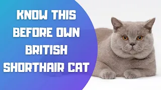 British Shorthair Cat Breed Portrait - What You NEED to Know Before Owning!!