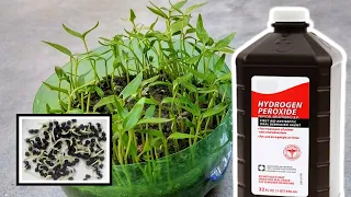 Hydrogen Peroxide and Perlite For Plants (Germination Benefits)