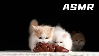 kitten eats beef kidney | CAT EATING ASMR