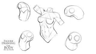 How to Draw the Torso Using the Bean Shape