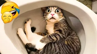 Funny Dog And Cat Videos 🐱 Best Funny Animal Videos 🐈
