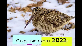 Открытие охоты на Вальдшнепа 2022