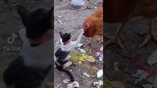 Funny cat and chicken #funnyvideos #funnyanimals #shorts