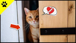 Why Your Cat Hates Closed Doors! 💡