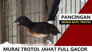 Suara murai trotol GACOR ‼️ MP3 pancingan murai batu TROTOL jantan agar cepat belajar bunyi NGEPLONG