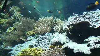 Les aquariums du Musée océanographique de Monaco