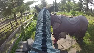 TRAINING MY MARE TO DROP HER HEAD OFF BIT PRESSURE PT 1 GOPR0876