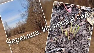 Черемша. Пересадка дикого чеснока из леса в свой сад.