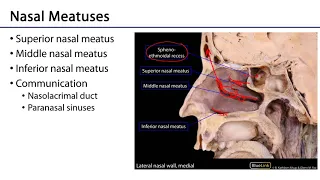 Respiratory - Nose, Nasal Cavity, Mouth, and Oral Cavity