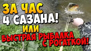 Июльская рыбалка с рогаткой | За час 4 Сазанчика! Быстрая рыбалка #28