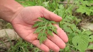 Parthenium Weed - NIWAC information clip