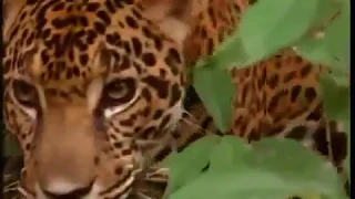 Животные мира Логово ягуара Сила укуса Самый сильный Большая кошка Звук рыка Позиция хищника Охота