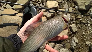 рыбалка/ловля хариуса на мелкой речке