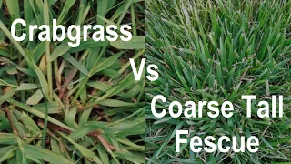 How to Identify Crabgrass In a Lawn - Crabgrass vs Coarse Tall Fescue - Problem Grasses