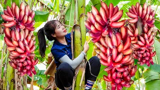 Harvesting Mutant Red Bananas on the Farm, Bringing them to the Market to Sell | Quynh Bushcraft