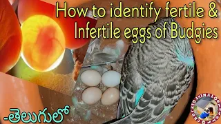 How to identify Budgie Eggs Fertile and Infertile????