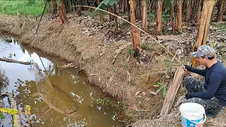 Um corgo inacreditável! Só vendo pra crer!