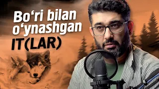 Bo'ri bilan o'ynashgan IT(LAR) | @XizrAbdulkarim #abdukarimmirzayev