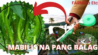 Paano MAGBALAG Ng Sili Ng Mabilis