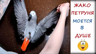 ✅КУПАЕМ Петруню🦜ДОМЫВАЕТСЯ в чашке для питья🤣 БОЛТУШЕЧКИ после бани💭Жако Петруня🔥ВЛОГ