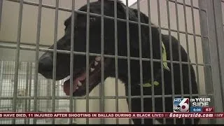 Black dog syndrome in the Treasure Valley