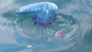 MAN O' WAR JELLYFISH  VERY DANGEROUS IF YOU ARE SWIMMING