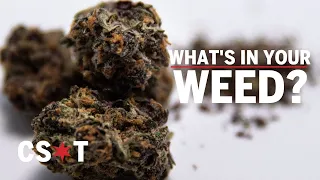 What's in your weed? | Yeast and mold has been a national issue in cannabis, so we tested it