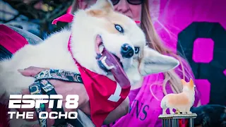 Wrong Way Loki wins by a whisker in the 2022 Corgi Races at Emerald Downs | ESPN8: The Ocho