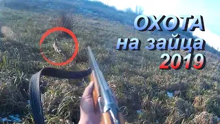 Охота на зайца 2019. Зайцы поднимались из-под ног