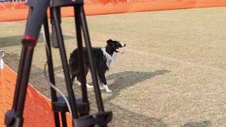 Lucie Plevová & Border Collie Phoenix 2,5years old. Shake competition.