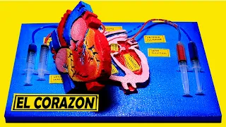 como hacer una maqueta del corazón con movimiento fácil