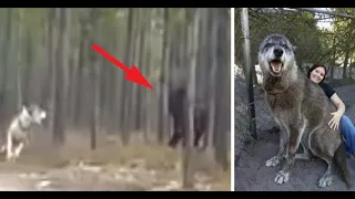 Two Of The Largest Wolves Caught On Tape
