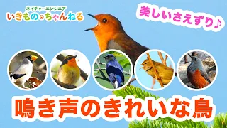 鳴き声のきれいな鳥　美しいさえずりを持つ鳥たちを紹介【日本三鳴鳥】