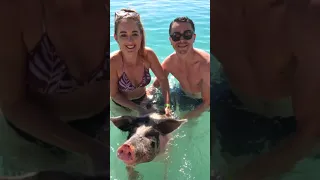 Swimming with PIGS in the Bahamas! #shorts #pigs #swimming #Bahamas #travel #ocean #summervibes