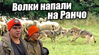 Охотимся ночью на волков прямо на Ранчо/ Деревенские будни фермера