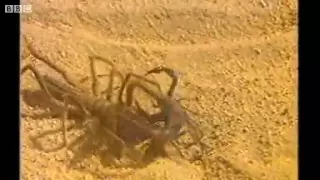 Camel Spider attacking a Scorpion