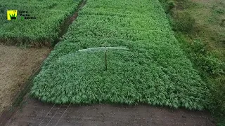 ¿Cúanto cuesta establecer una hectárea en pasto de corte?