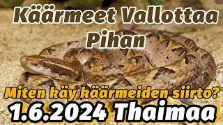 Myrkkykäärmeitä Pihalla - Malesian Pit Viper - Saanko Siirrettyä Ne Pois 1.6.2024 Thaimaa