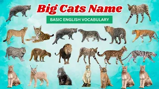 Big Cats Types Names - Cats Name In English - Lion Leopard Snow Leopard Tiger Cheetah Puma Cougar