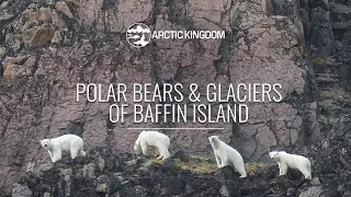 Polar Bears & Glaciers of Baffin Island | Webinar