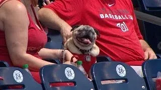 Nationals host Pups in the Park