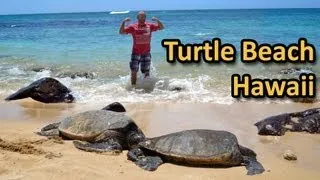 Turtle Beach in Hawaii - Laniakea North Shore Oahu
