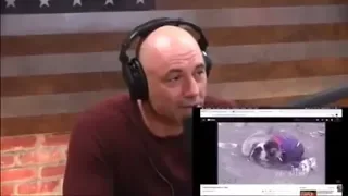 Joe Rogan Reacts To "KHABIB vs BEAR"