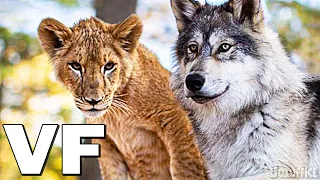 LE LOUP ET LE LION Bande Annonce VF (2021)