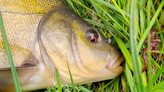 HOW TO CATCH TENCH FISH with a float rod?! FISHING for tench -  WITHOUT PROBLEMS;)Fishing in Ukraine