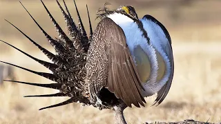 The World's Most Beautiful Grouse