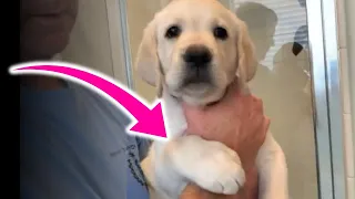 PUPPY HUG! Precious Labrador APHRODITE Gets Ready to Meet Her New Mom - So Cute!